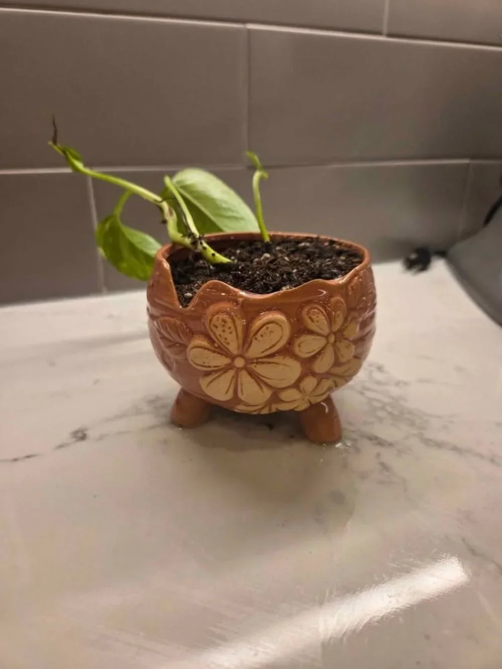 Pottery peice pink color plant pot with gold pothos
